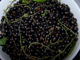 Blackcurrant Jam and the dreaded topping and tailing!